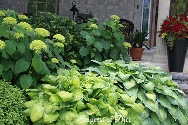 Hostas com folhas amarelas ou flores perfumadas suportam mais sol do que hostas com folhas verdes