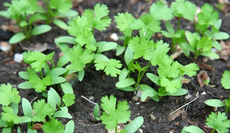 Folhas - as folhas da base da planta têm a forma de leque