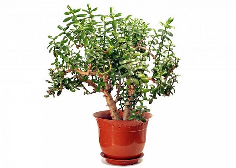 As plantas de jade preferem sol pleno