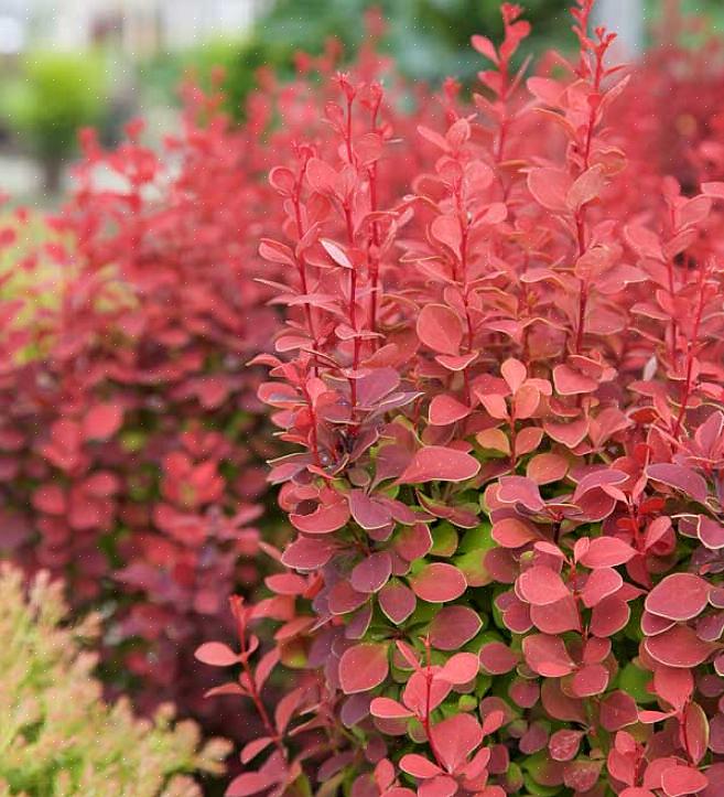 As flores listadas abaixo são evitadas pela maioria dos coelhos