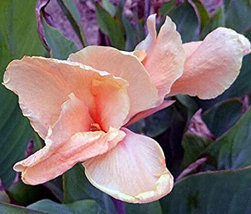 As cannas irão repetir a floração durante o verão