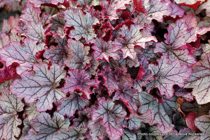 Heuchera 'Vênus' está em casa em um jardim de flores brancas ou jardim lunar