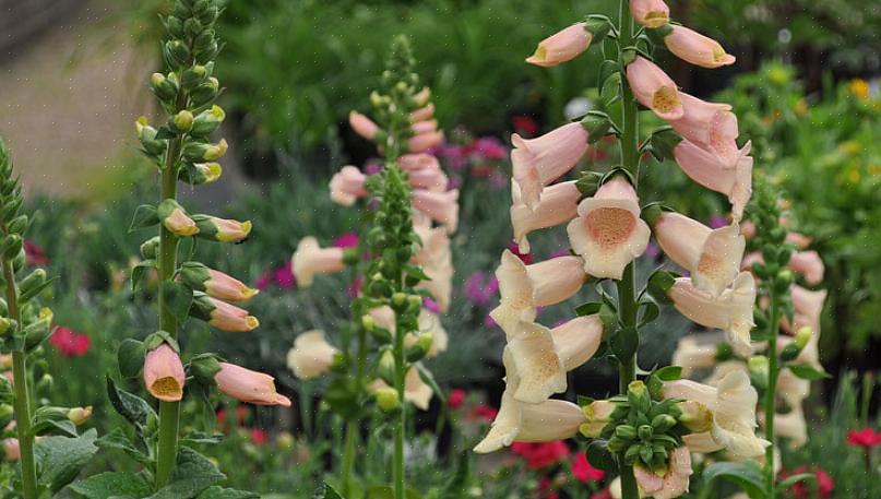 A borda verde picotada na heuchera 'Delta Dawn' é um afastamento fascinante dos veios contrastantes