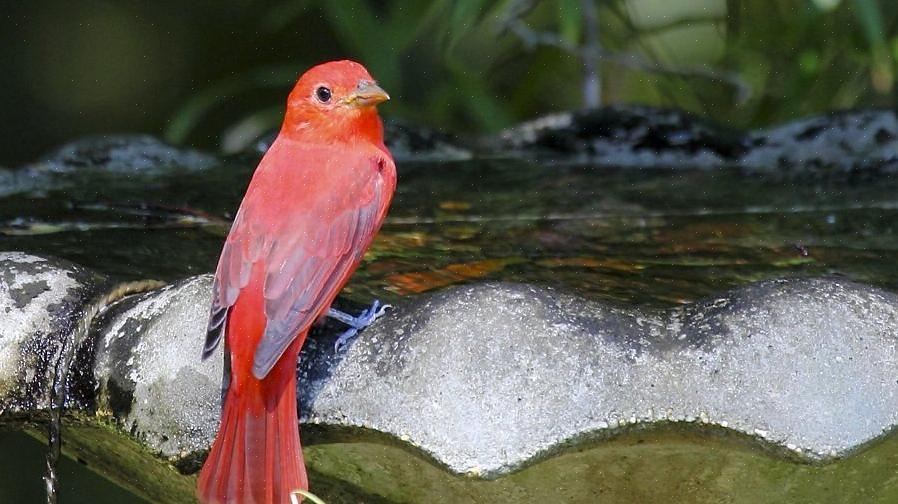 Os tanagers de verão geralmente são insetívoros