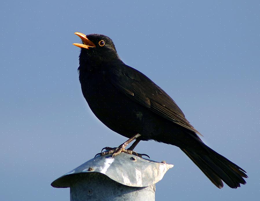 Os observadores de pássaros que reconhecem o canto dos pássaros também podem gostar de observar pássaros