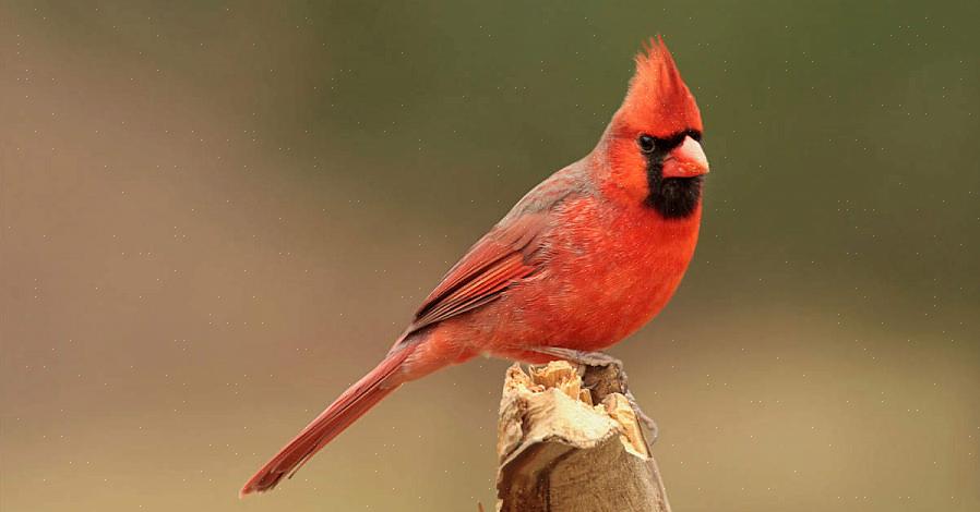 Identificação do cardeal do Norte