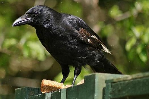 Essas aves visitam quintais onde são oferecidas laranjas