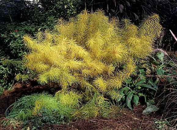 Estrela Azul de Folha Estreita (Amsonia hubrichtii) - Folhas estreitas em forma de agulha