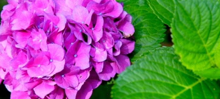 O maior desafio na secagem das hortênsias é o momento de cortar as flores