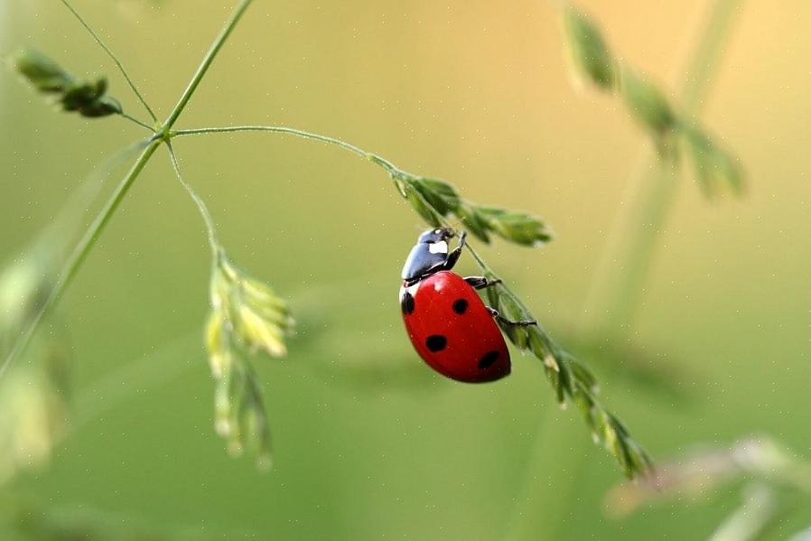 Essas joaninhas comem algumas das pragas que comem suas plantas