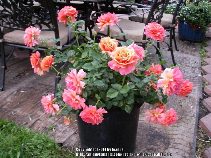 Os companheiros ideais de rosas desfrutam das mesmas condições de cultivo