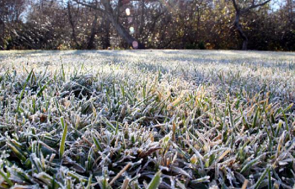 A grama fica adormecida no inverno