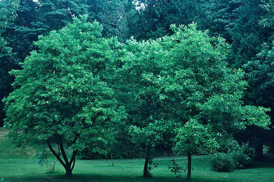 A magnólia sweetbay (Magnolia virginiana) é uma árvore ou arbusto com flor que pode ser perene