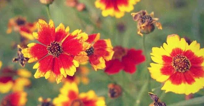 Que mantém o interesse nas plantas Coreopsis cada vez mais forte