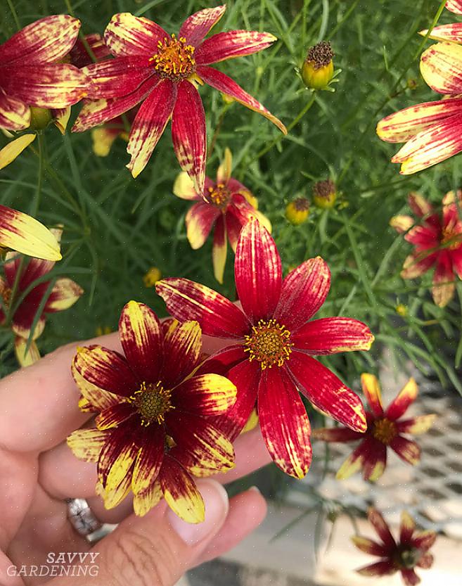 Até Coreopsis com floração anual