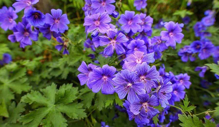 Geranium sanguineum se espalha com menos rapidez do que Geranium endressii