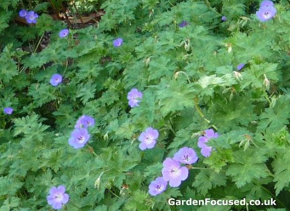 O Geranium Rozanne foi notado por causa de suas brilhantes flores azul-violeta