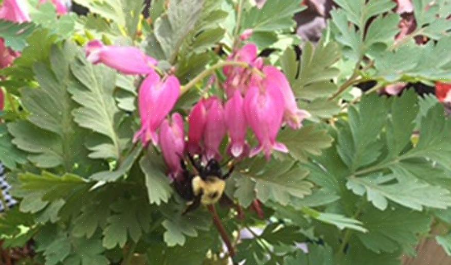 Astilbes imponentes são excelentes provedores de néctar de longa duração para jardins com sombra parcial