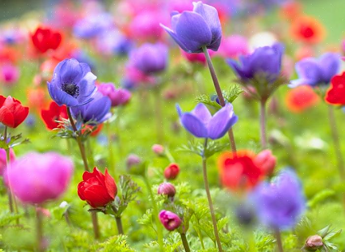 As flores de anêmona há muito são as favoritas de floristas