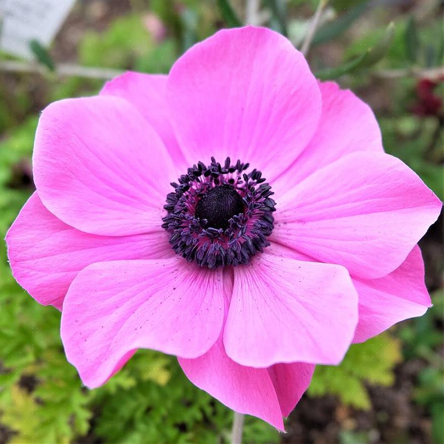 As variedades de anêmonas conferem elegância aos arranjos florais