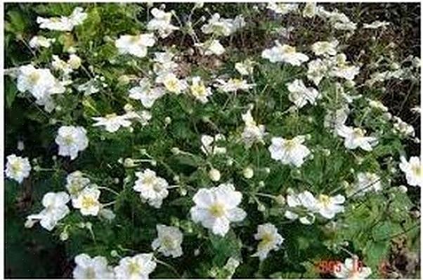 A anêmona 'Honorine Jobert' é uma daquelas flores de jardim quintessencialmente inglesas