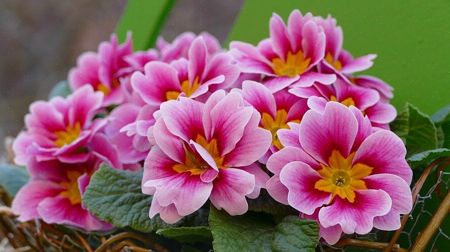 Prímulas são flores da floresta que vêm em cores vivas que você não esperaria de flores perenes