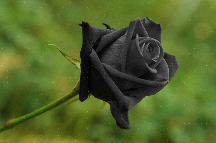 O que significam rosas pretas