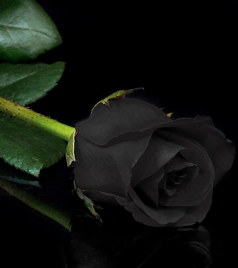 O que as rosas negras significam