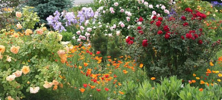 Os abundantes ramos de flores azuis engolfam as rosas