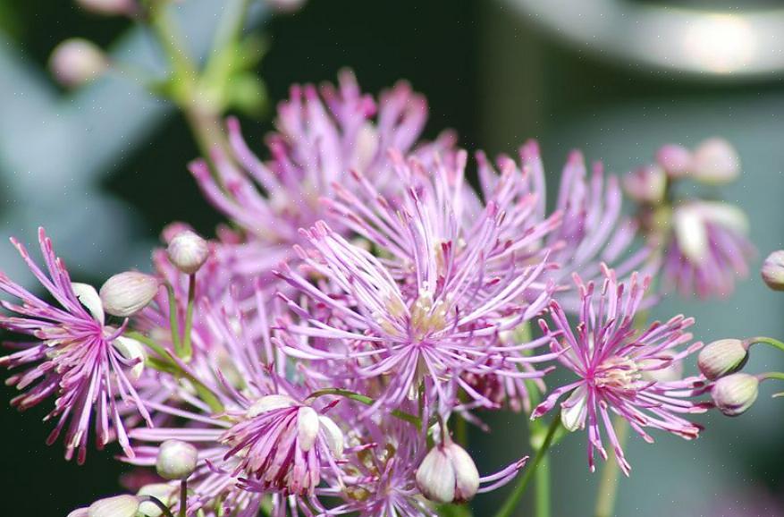 Se precisar de mais conselhos sobre plantas perenes resistentes