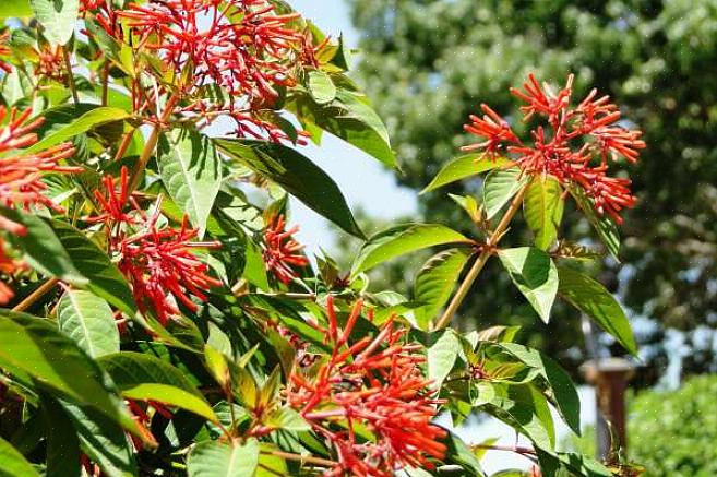 A Firebush pode ser cultivada como anual em locais do norte ou como perene em climas do sul