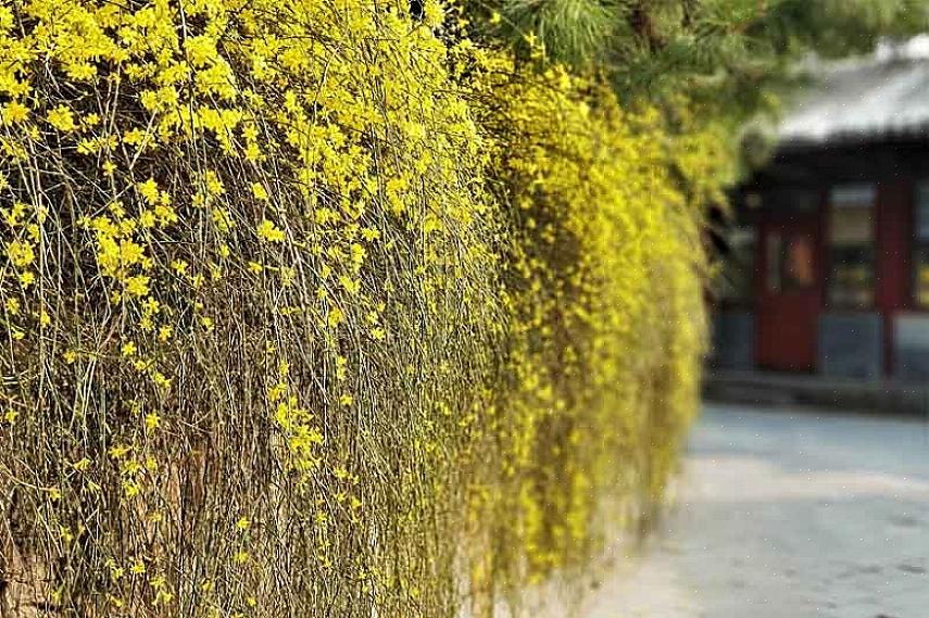 As plantas de jasmim de inverno são nativas da China