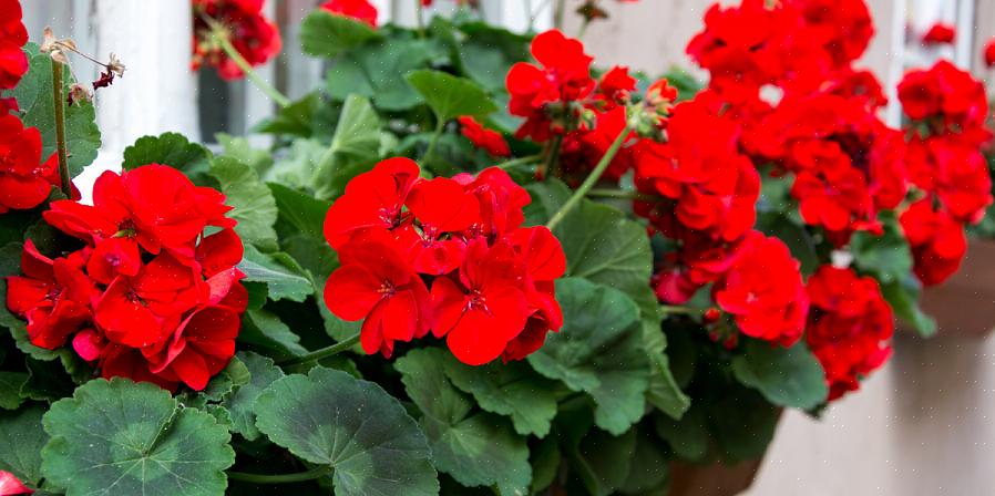 As plantas costumam ser usadas como derramadores em recipientes