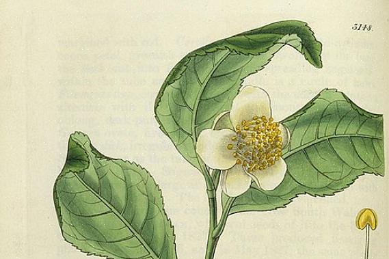 Camellia sinensis (ou planta do chá) é usada para fazer chás com cafeína mais tradicionais