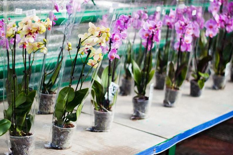 Escolher uma orquídea saudável é importante