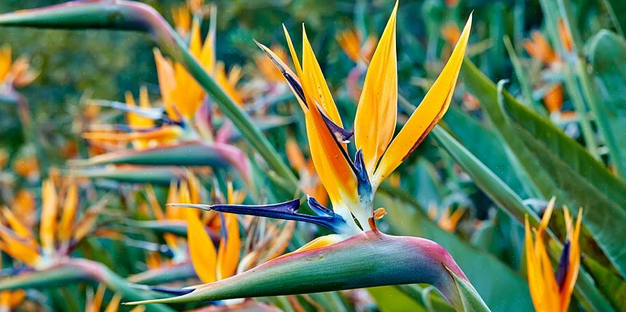 Strelitzia reginae (a ave alaranjada do paraíso)