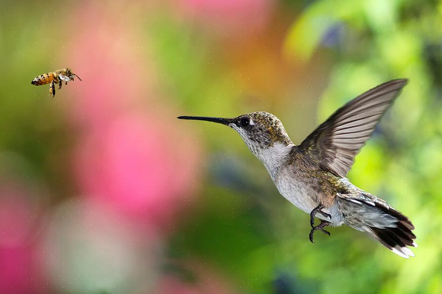 Os colibris desempenham um papel crucial na polinização de muitos tipos diferentes de flores