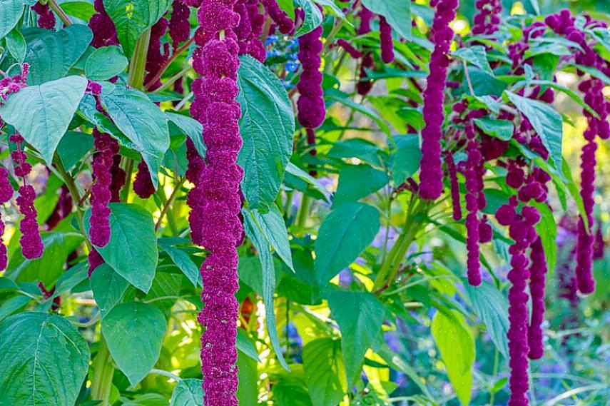 O amaranto certamente receberá comentários positivos em seu jardim de flores do início do verão até a geada