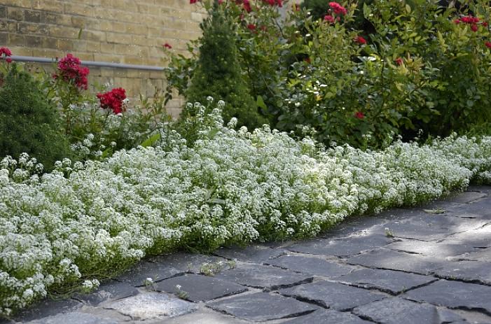 As flores brancas eliminam as suposições de um projeto de jardim