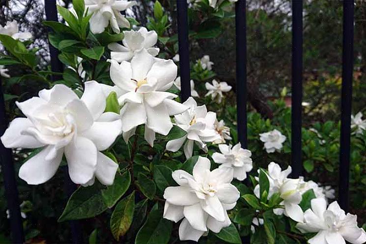 Flores brancas para perfumar