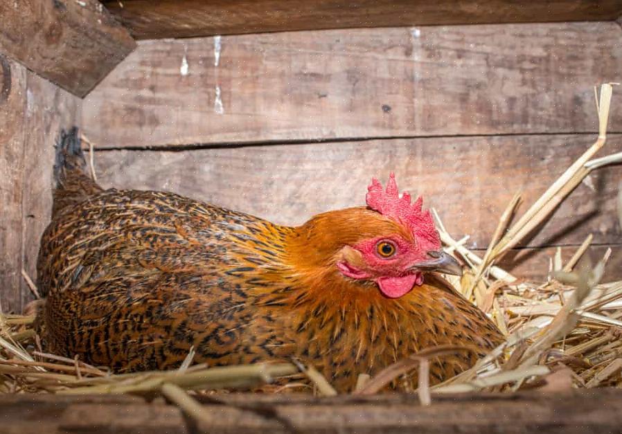 Se os ovos fertilizados forem coletados logo após a postura