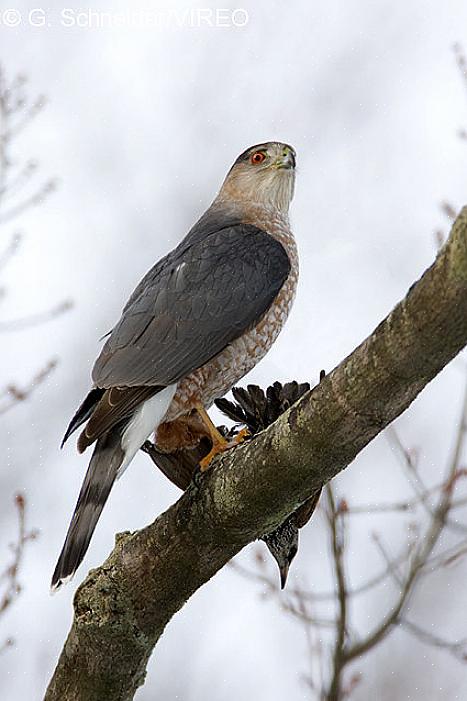 Alguns dos accipiters mais familiares no norte da Europa são os falcões