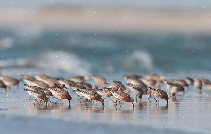 Todas essas aves fazem parte da família de aves Scolopacidae