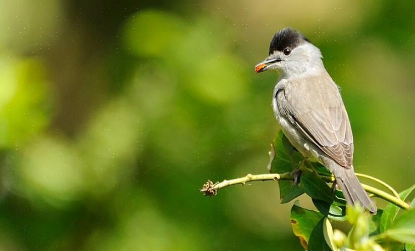 Este é um tipo comum de migração para muitas aves na Europa