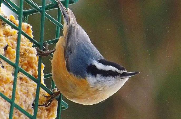 Nuthatches geralmente se juntam a esses tipos de pássaros no inverno