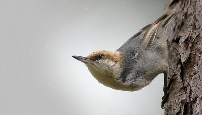 Nuthatches são passarinhos maravilhosos