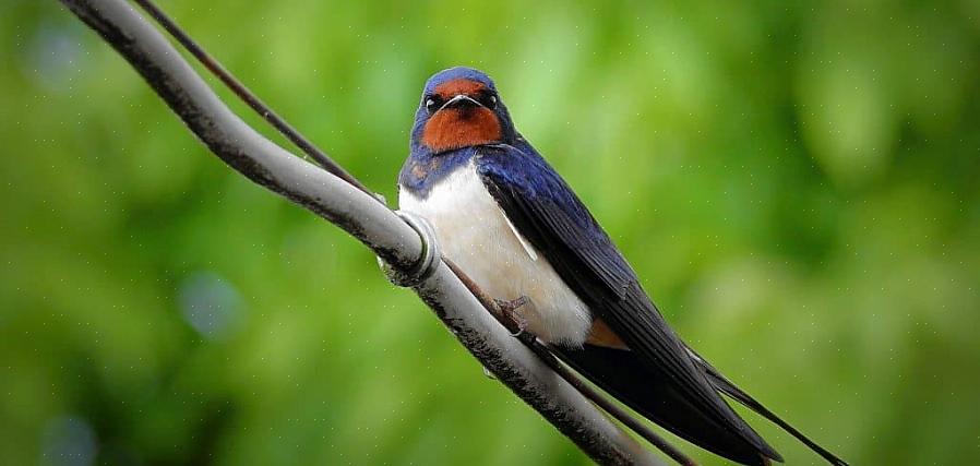 É possível identificar com precisão diferentes espécies de aves andorinhas