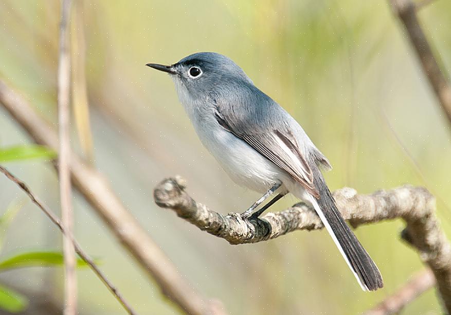 O gnatcatcher azul-cinza é uma ave enérgica