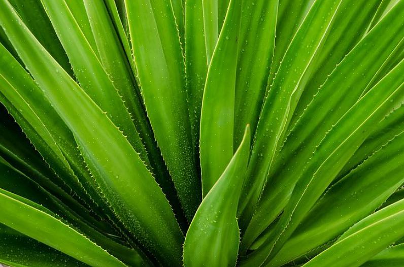 A planta de aloe vera é apenas um tipo