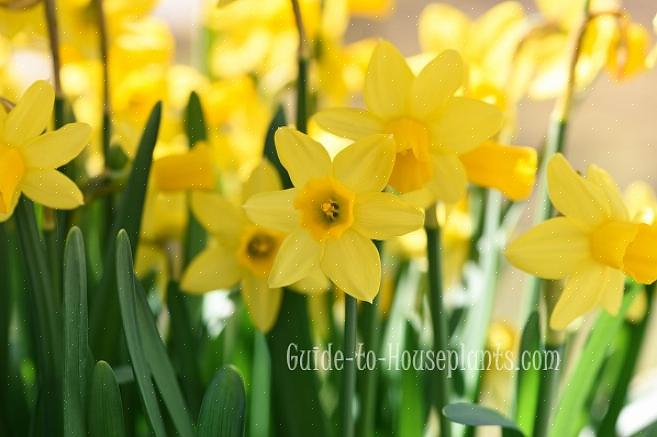 Os narcisos vão viver e florescer por décadas